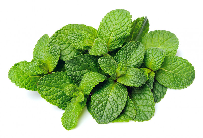 Menthe fraîche / MARTINIQUE