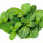 Menthe fraîche / MARTINIQUE