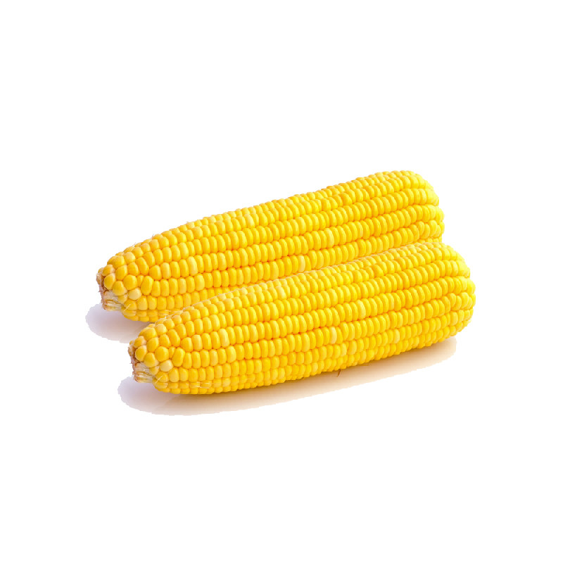 Épis de maïs sous-vide / ESPAGNE