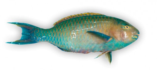 Perroquet entier écaillé - Origine INDONÉSIE